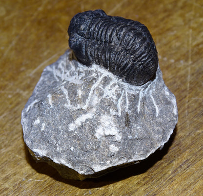 Trilobites Phacops, fossile de 47 mm x 45 x 33 - 65,8 grammes. Parfait pour collection, exposition...