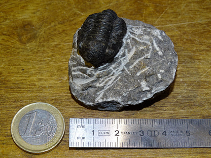 Trilobites Phacops, fossile de 47 mm x 45 x 33 - 65,8 grammes. Parfait pour collection, exposition...