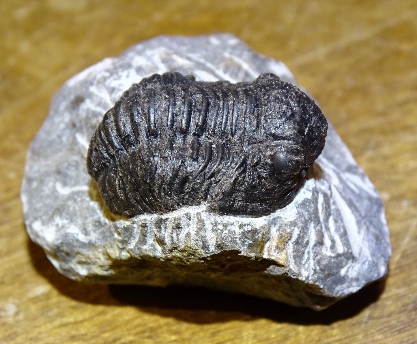 Trilobites Phacops, fossile de 47 mm x 45 x 33 - 65,8 grammes. Parfait pour collection, exposition...