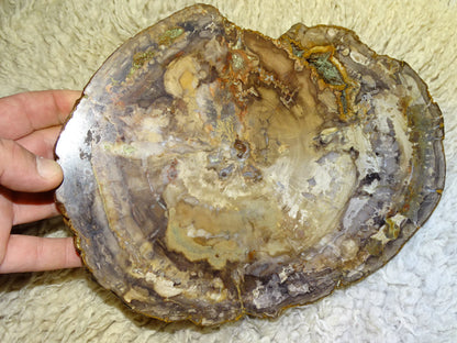 Bois fossilisé/ pétrifié, pendentif de 24,5 x 18 x 3 cm - 2,128 kgs. Parfait pour collection, exposition, lapidaire...