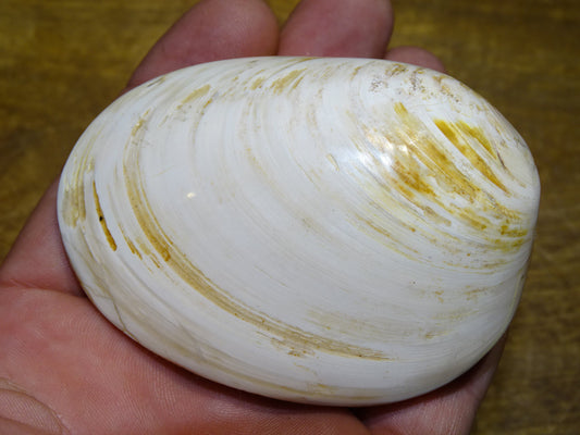 Coquillage bivalve, palourde fossile en calcaire, de 80 x 57 x 36 millimètres / 197 grammes. Parfait pour décoration, collection ou exposition...
