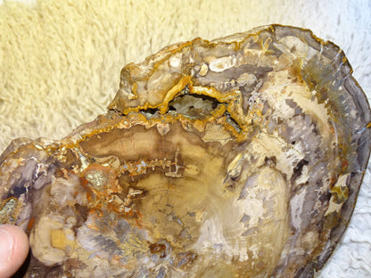 Bois fossilisé/ pétrifié, pendentif de 24,5 x 18 x 3 cm - 2,128 kgs. Parfait pour collection, exposition, lapidaire...