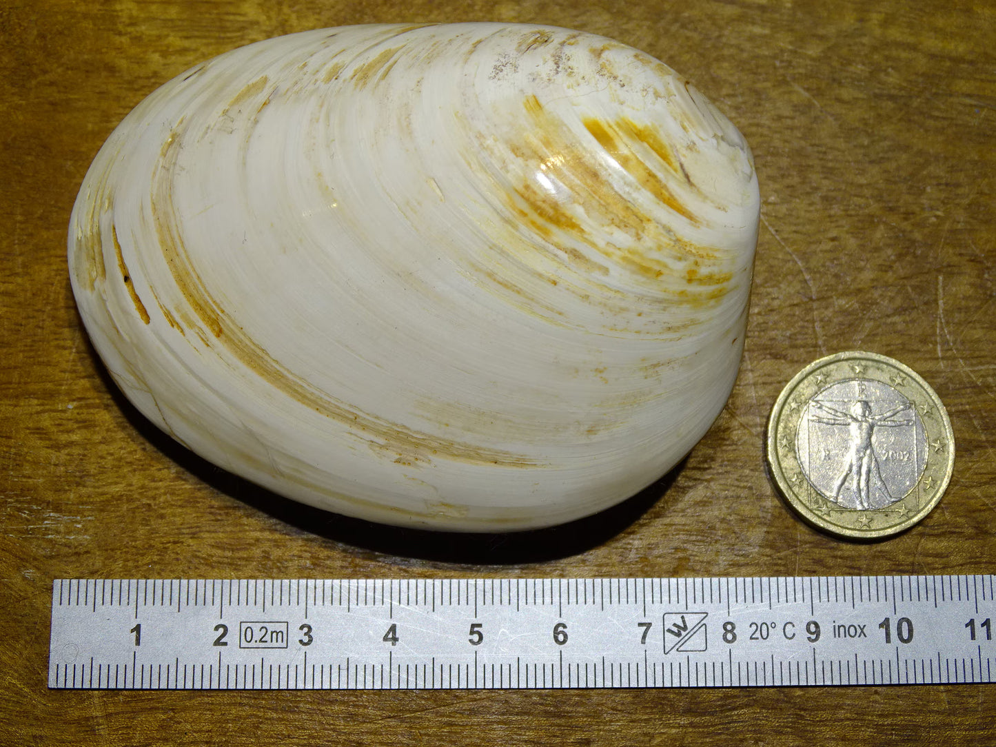 Coquillage bivalve, palourde fossile en calcaire, de 80 x 57 x 36 millimètres / 197 grammes. Parfait pour décoration, collection ou exposition...