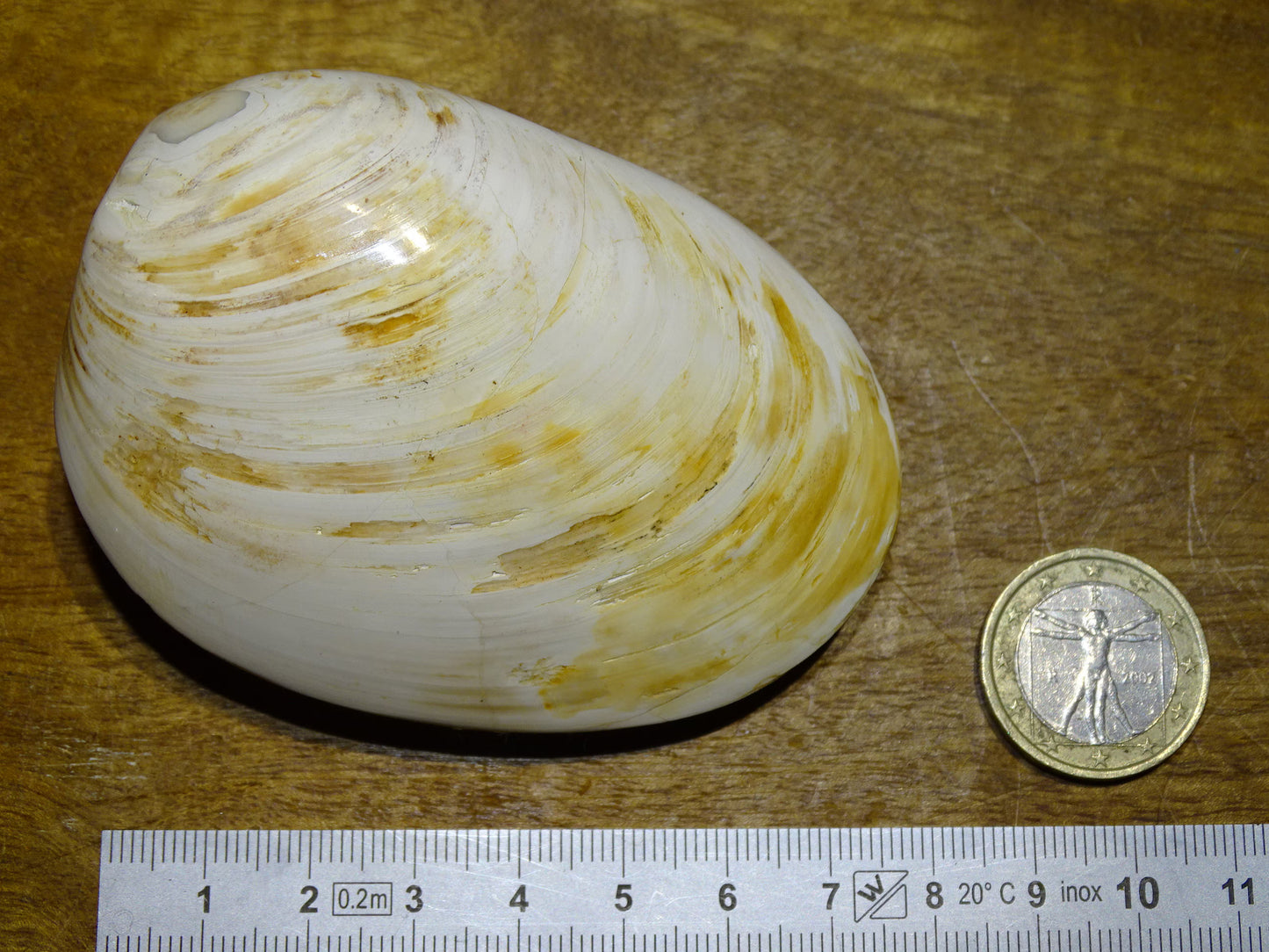 Coquillage bivalve, palourde fossile en calcaire, de 80 x 57 x 36 millimètres / 197 grammes. Parfait pour décoration, collection ou exposition...