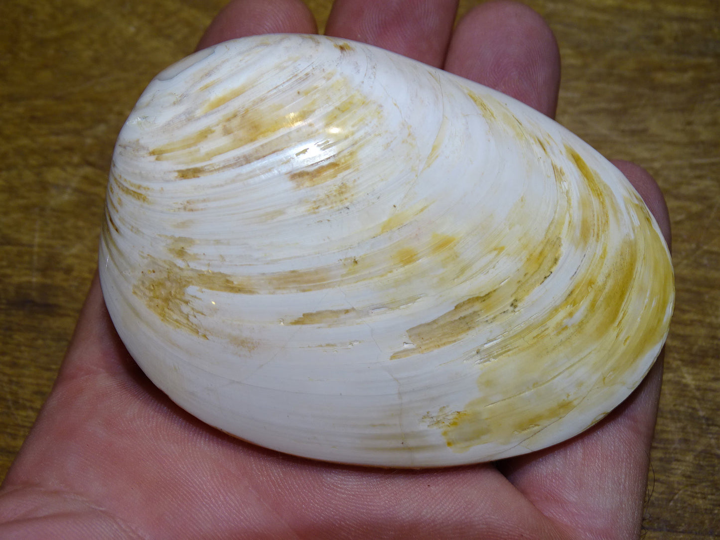 Coquillage bivalve, palourde fossile en calcaire, de 80 x 57 x 36 millimètres / 197 grammes. Parfait pour décoration, collection ou exposition...