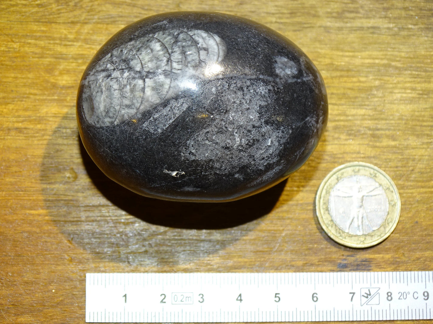 Orthoceras/ Orthocère, oeuf de 8cm de haut x5 de diamètre - 71 grammes. Parfait pour collection, exposition...
