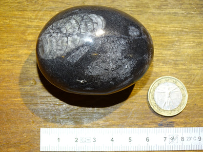 Orthoceras/ Orthocère, oeuf de 8cm de haut x5 de diamètre - 71 grammes. Parfait pour collection, exposition...
