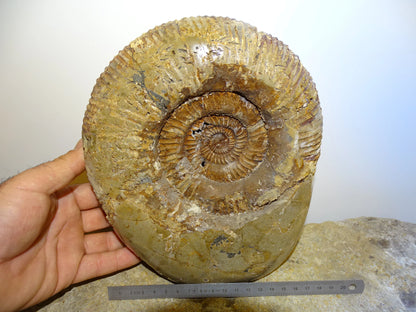 Fossile d'Ammonite dans de la Septaria, pièce unique de 20x20x10 centimètres, 7,7 kilogrammes. En provenance de Madagascar, très belle pièce de minéralogie ! Superbe !