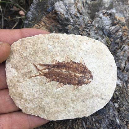 Poisson fossilisé "Knigtia Eocaena" sur plaque de grès de 9,5 x 7,5 x 0,5 centimètres / 51 grammes. Parfait pour décoration, collection ou exposition...