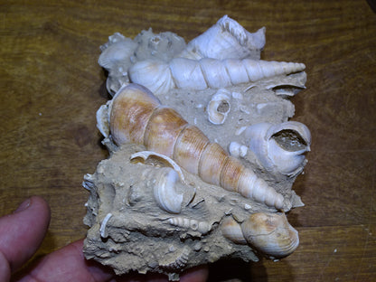 Coquillage de France (Turritelle) (Mer des Faluns, Seine-et-Marne - 77). Amas/conglomérat de 13 × 18 × 7 cm, 656 grammes. Daté d’environ 1 million d’années !