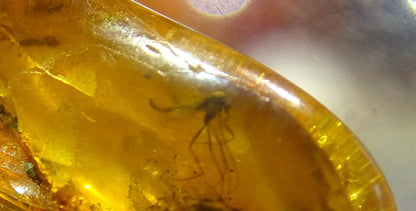 Ambre, spècimen de galet roulé avec insecte à l'intérieur, de 33x20x12 mm. Superbe pièce pour bijouterie ou collection !