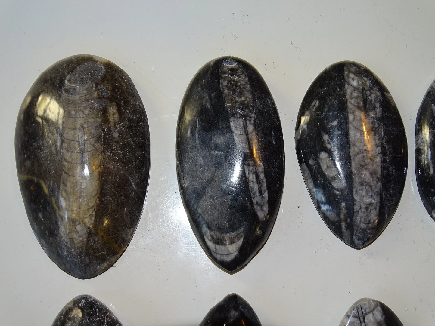 Orthoceras/ Orthocère, sélection de spécimens au choix ou en lot. Parfait pour collection, exposition...
