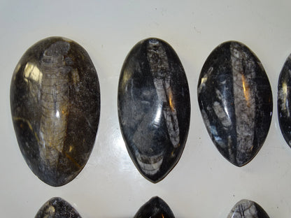 Orthoceras/ Orthocère, sélection de spécimens au choix ou en lot. Parfait pour collection, exposition...
