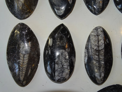 Orthoceras/ Orthocère, sélection de spécimens au choix ou en lot. Parfait pour collection, exposition...