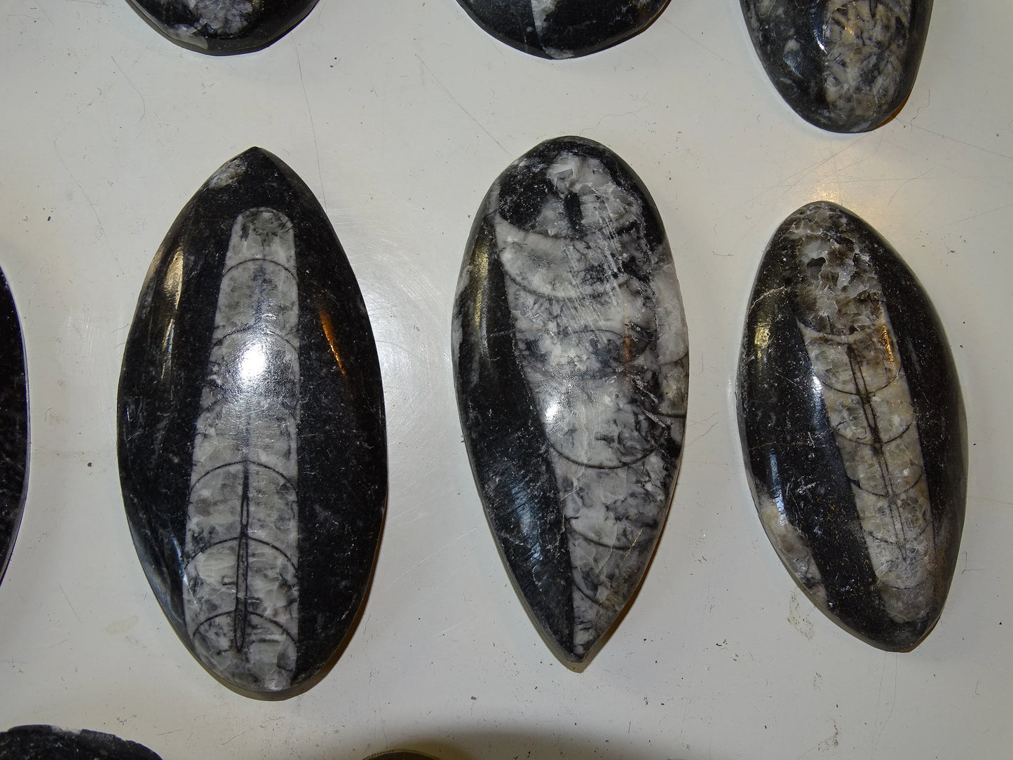 Orthoceras/ Orthocère, sélection de spécimens au choix ou en lot. Parfait pour collection, exposition...