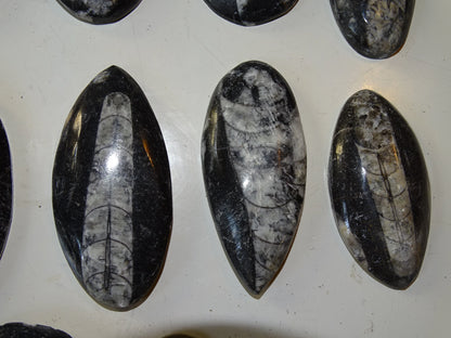Orthoceras/ Orthocère, sélection de spécimens au choix ou en lot. Parfait pour collection, exposition...