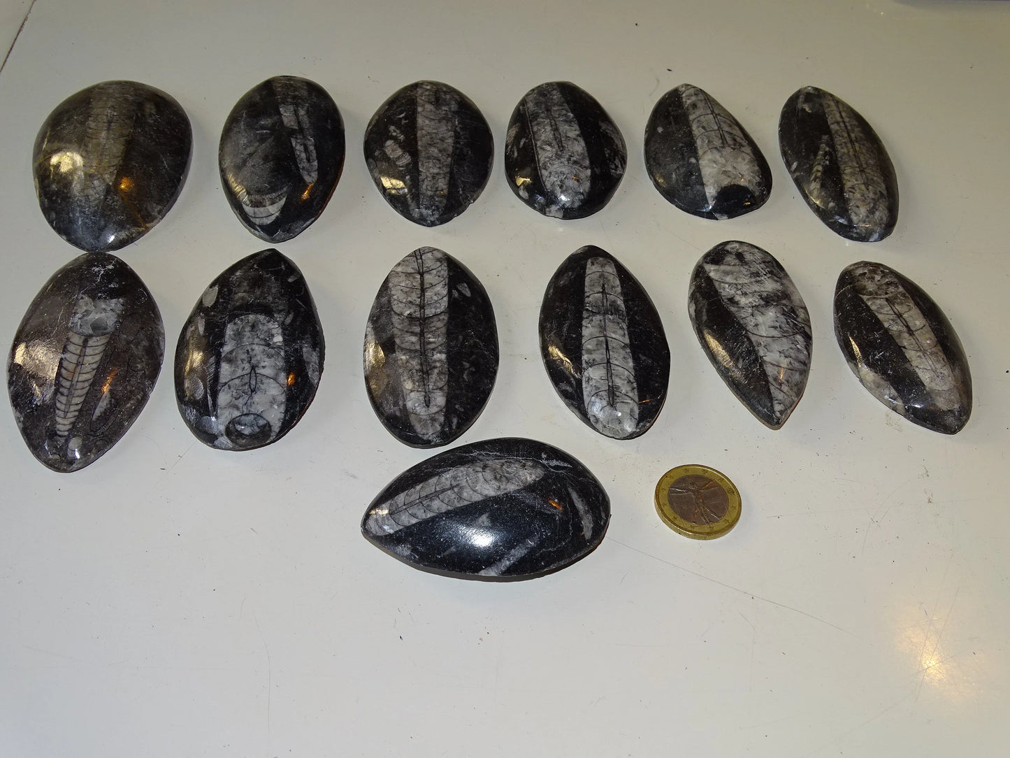 Orthoceras/ Orthocère, sélection de spécimens au choix ou en lot. Parfait pour collection, exposition...