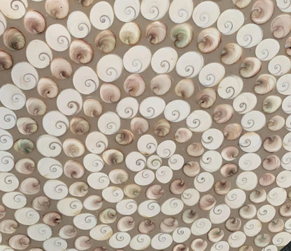Table Ronde en coqullage (Œil de Sainte-Lucie), 70 x 3 cm. Parfait pour fabriquer la table de vos rêves ou en décoration, exposition...